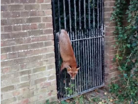 Fox impaled on metal gate SUS-160912-114220001