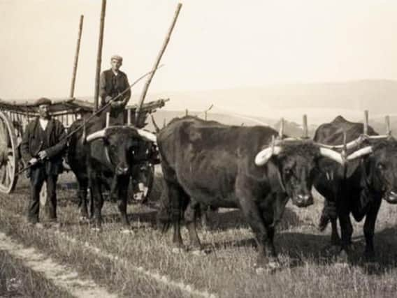 Oxen at work on the Sussex Downs. Black oxen were originally of Welsh stock while the true Sussex ox was red. There were also black and white beasts.