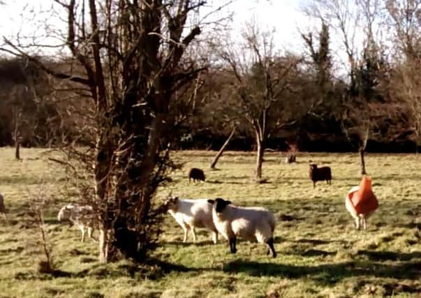 This sheep got her head stuck in a traffic cone in the middle of a field.