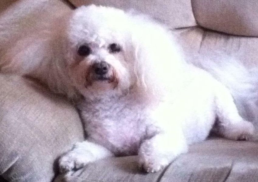 Oldest cheap living bichon