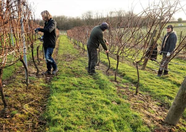 Winter pruning in full swing at Blackdown Ridge Estate