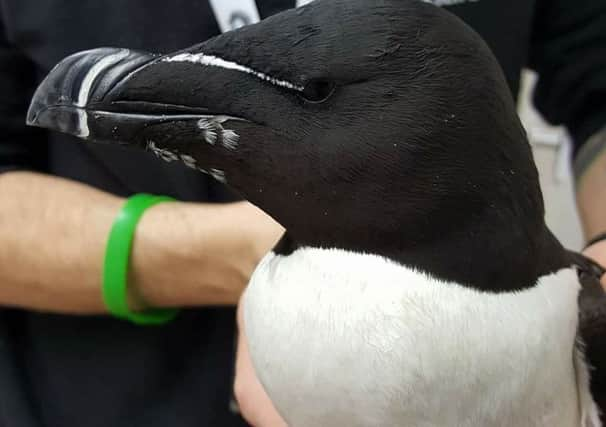 Razorbill from Eastbourne SUS-170222-150806001