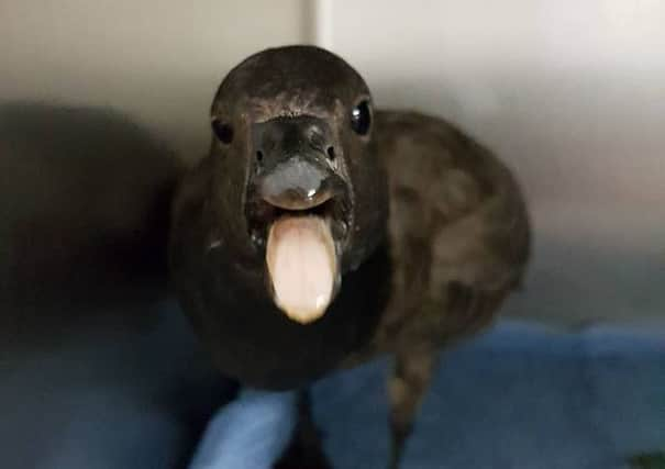 Brent goose found in Lewes SUS-170103-090546001