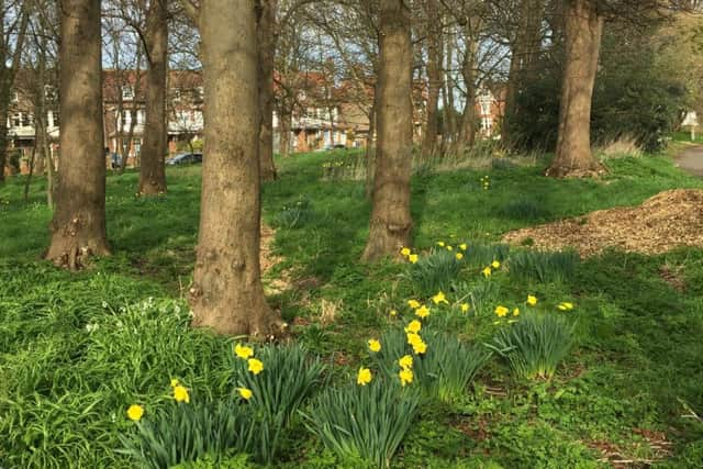 Spring has sprung in Lobs Wood