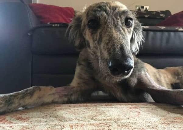 Lurcher Cross thrown from van on M23.