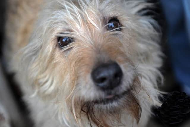 Biscuit at her home (Photo by Jon Rigby)