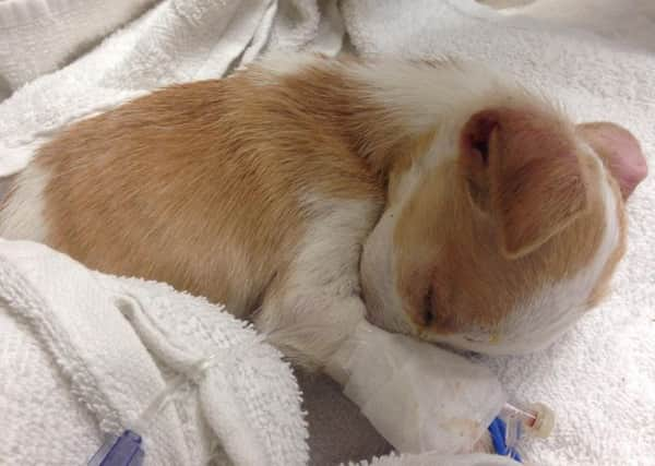 Abandoned puppy found in Bognor. Pic: AlphaPet