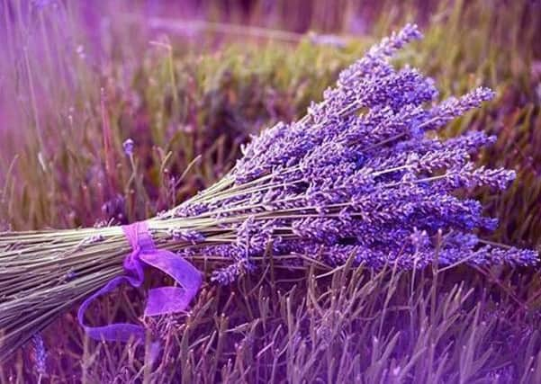 Ladies in Lavender