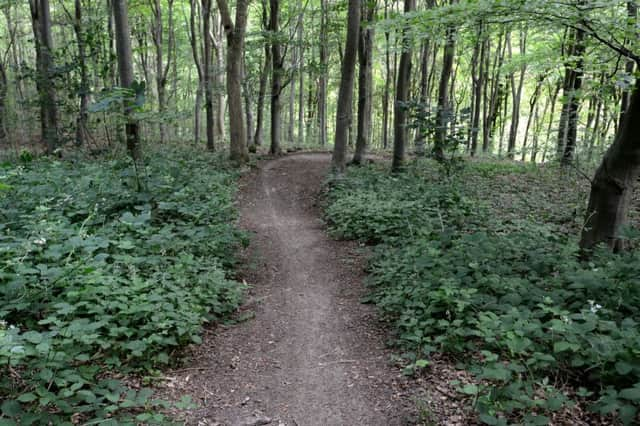 Friston Forest bike track death traps SUS-140626-084420001