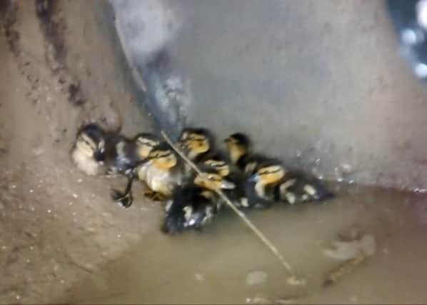 The nine ducklings were rescued from the drain on Saturday. Pictures: RSPCA