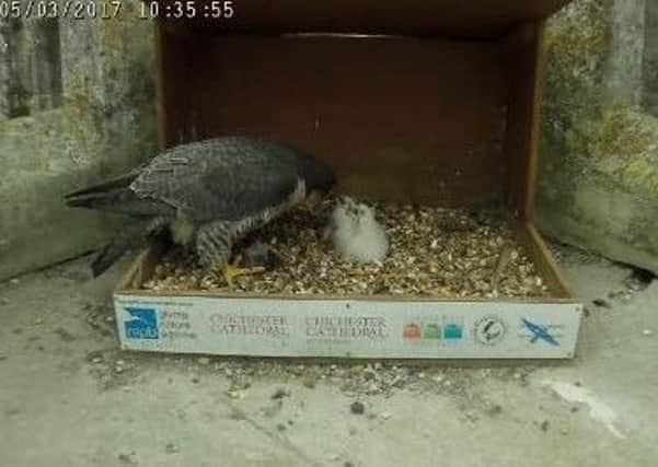 All four chicks have hatched