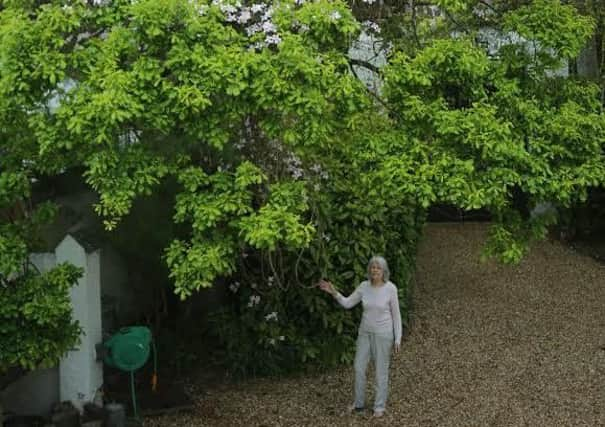 Jill Ostler with her 40 tall Montana Clematis