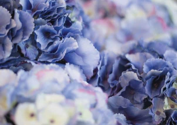 Artificial hydrangea blooms, Â£9.50