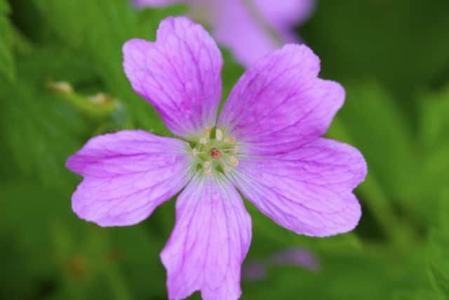 Hardy geraniums