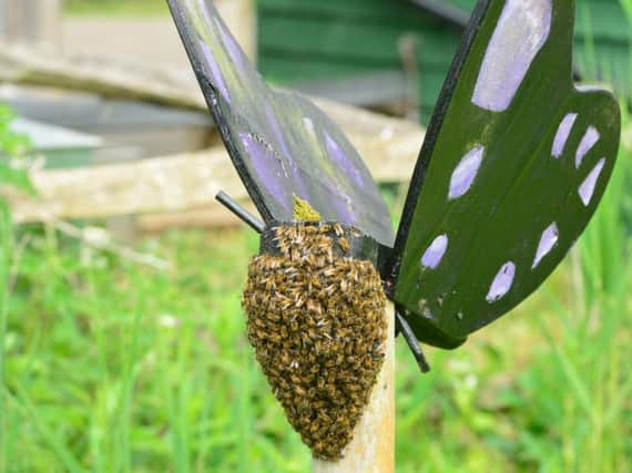 One swarm appeared as a beard of bees on the large wooden butterfly