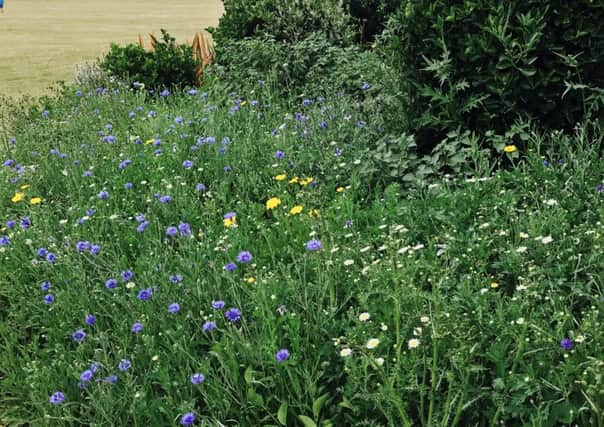 One of the beds full of wildflowers