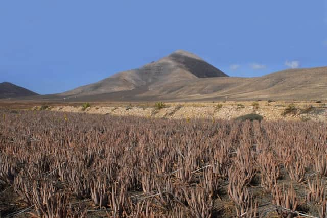 Images courtesy of Patronato de Turismo de Fuerteventura