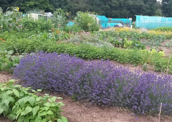 Allotment