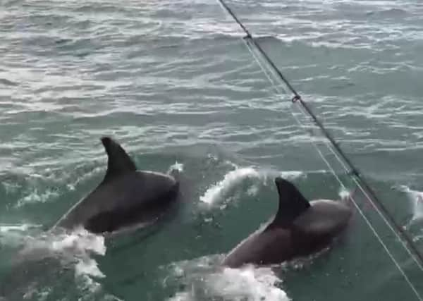 Two of the dolphins pictured swimming alongside the fishing boat