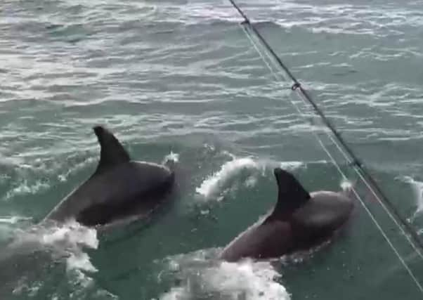 The dolphins swam alongside the fishing boat