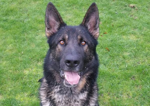 Police Dog Vinnie SUS-171008-135818001