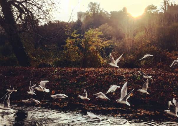 Birds taking off in Arundel