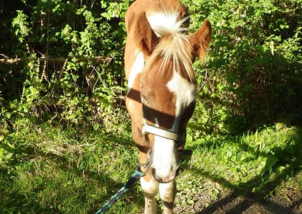 The foal was found dumped in a lane