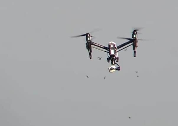 a drone coming under attack from a swarm of Asian hornets.