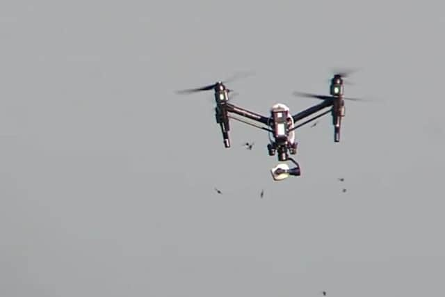 a drone coming under attack from a swarm of Asian hornets.