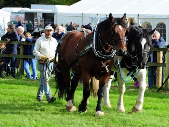 A parade of the horses around the showground ks171082-10