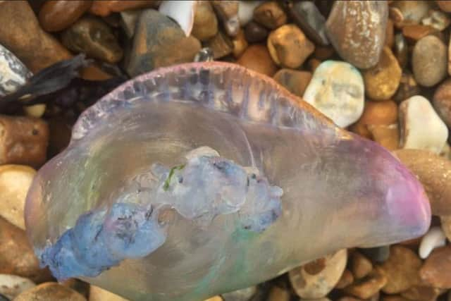 Portuguese Man-of_war on Shoreham Beach. Photo contributed by @Shorehamport