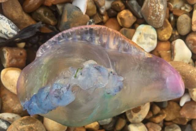 Portuguese Man-of-War spotted on Shoreham Beach. Photo: @Shorehamport