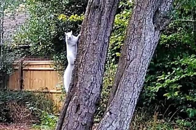 The 'morph' white squirrel. Photo: Vicky Bell and Rikki Kay