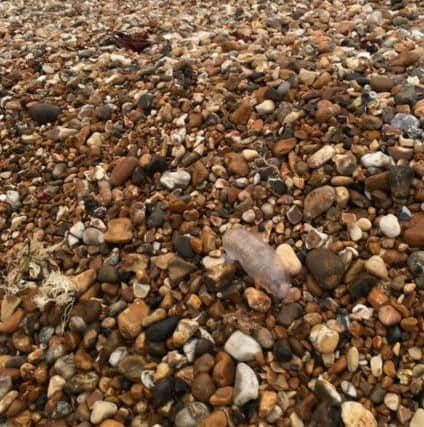 A Portuguese man-of-war on Bognor beach. Pic: David Tilbury